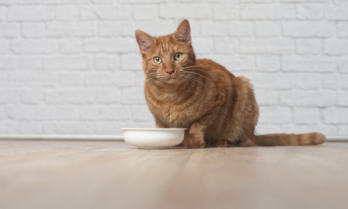 Cat looking up from bowl
