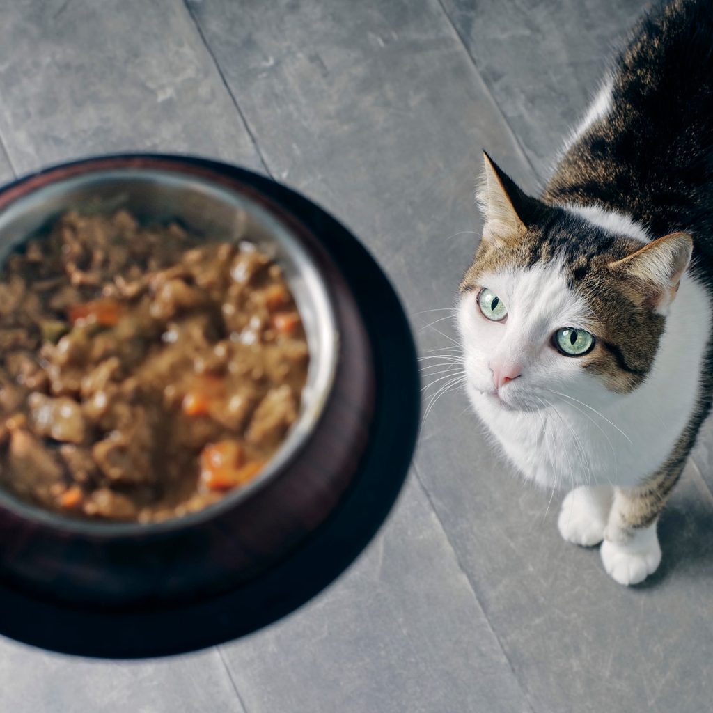 Cat waiting for food in a bowl