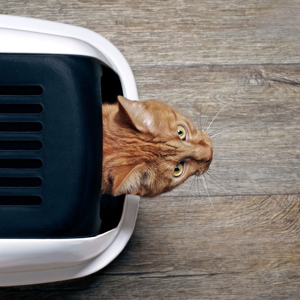 Tan cat in litter box