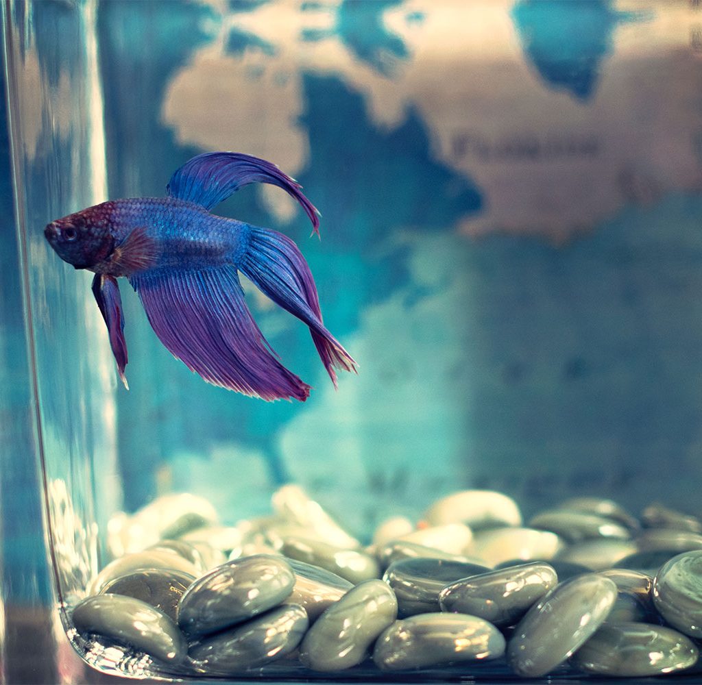 keeping worms out of fish tank