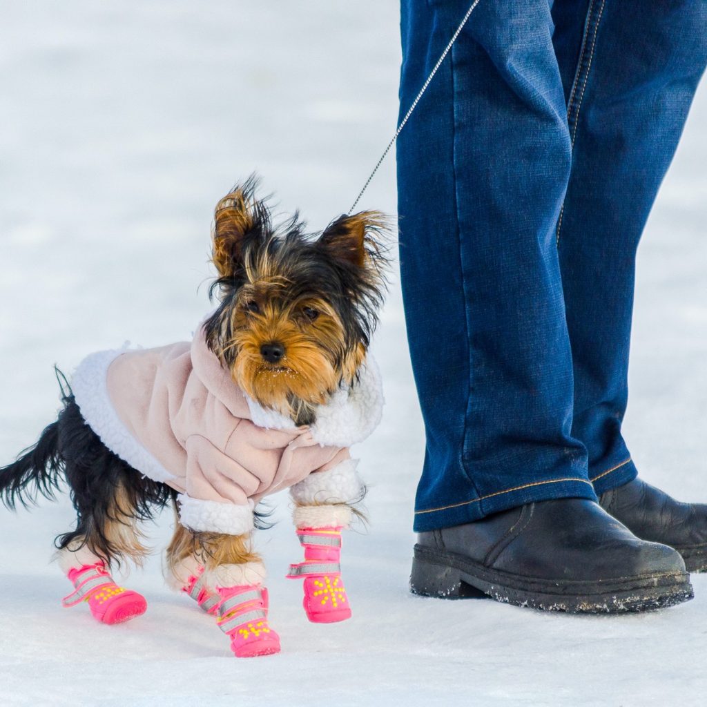 Tiny dog wearing booties with owner