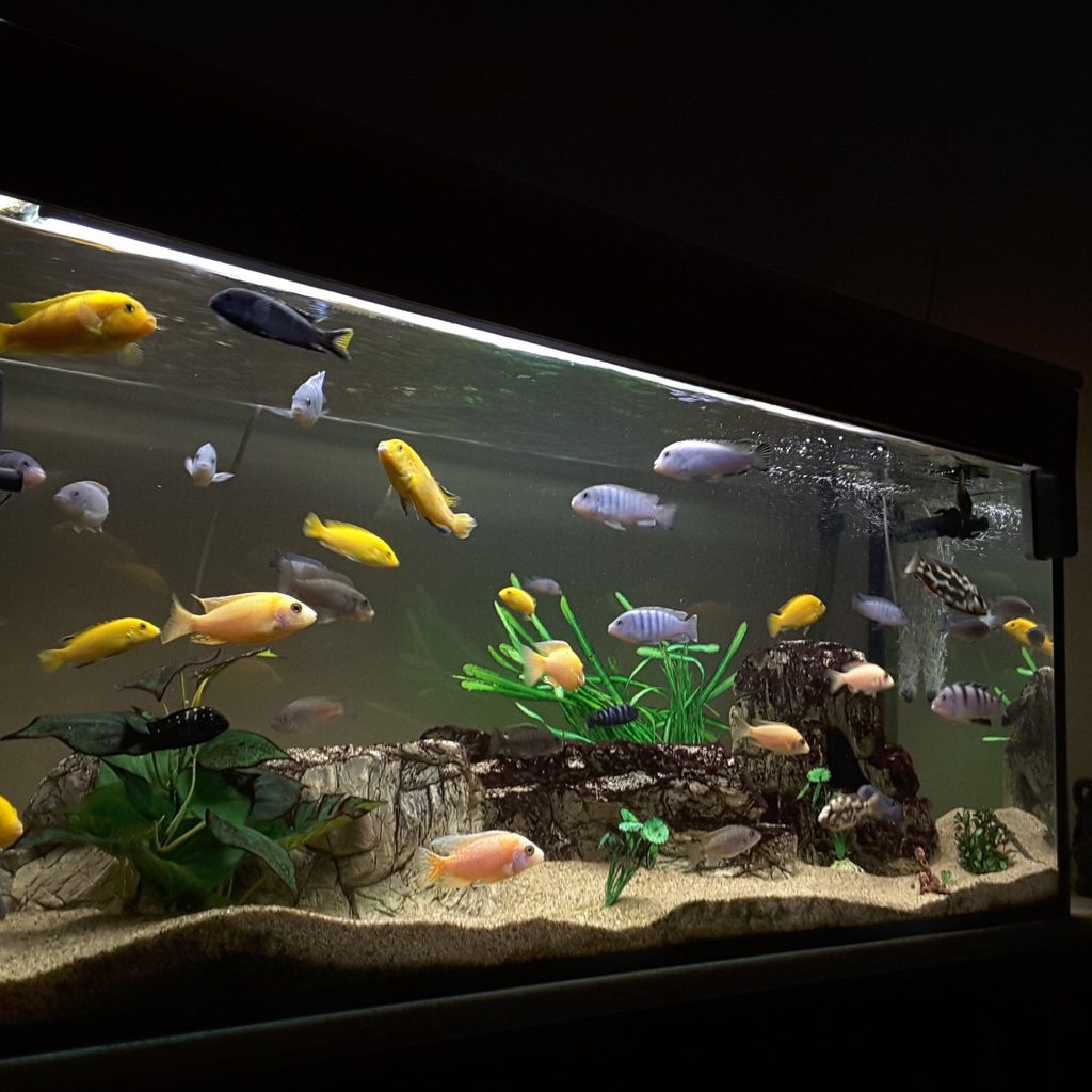 Aquarium filled with fish