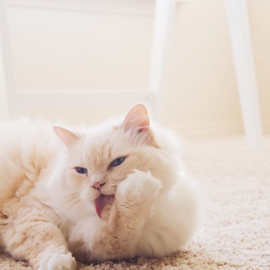 white cat on carpet licking paw