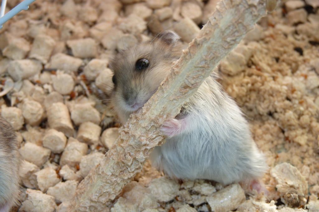 A hamster gnaws in his cage