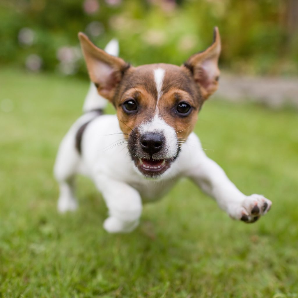 Puppy running in backyard
