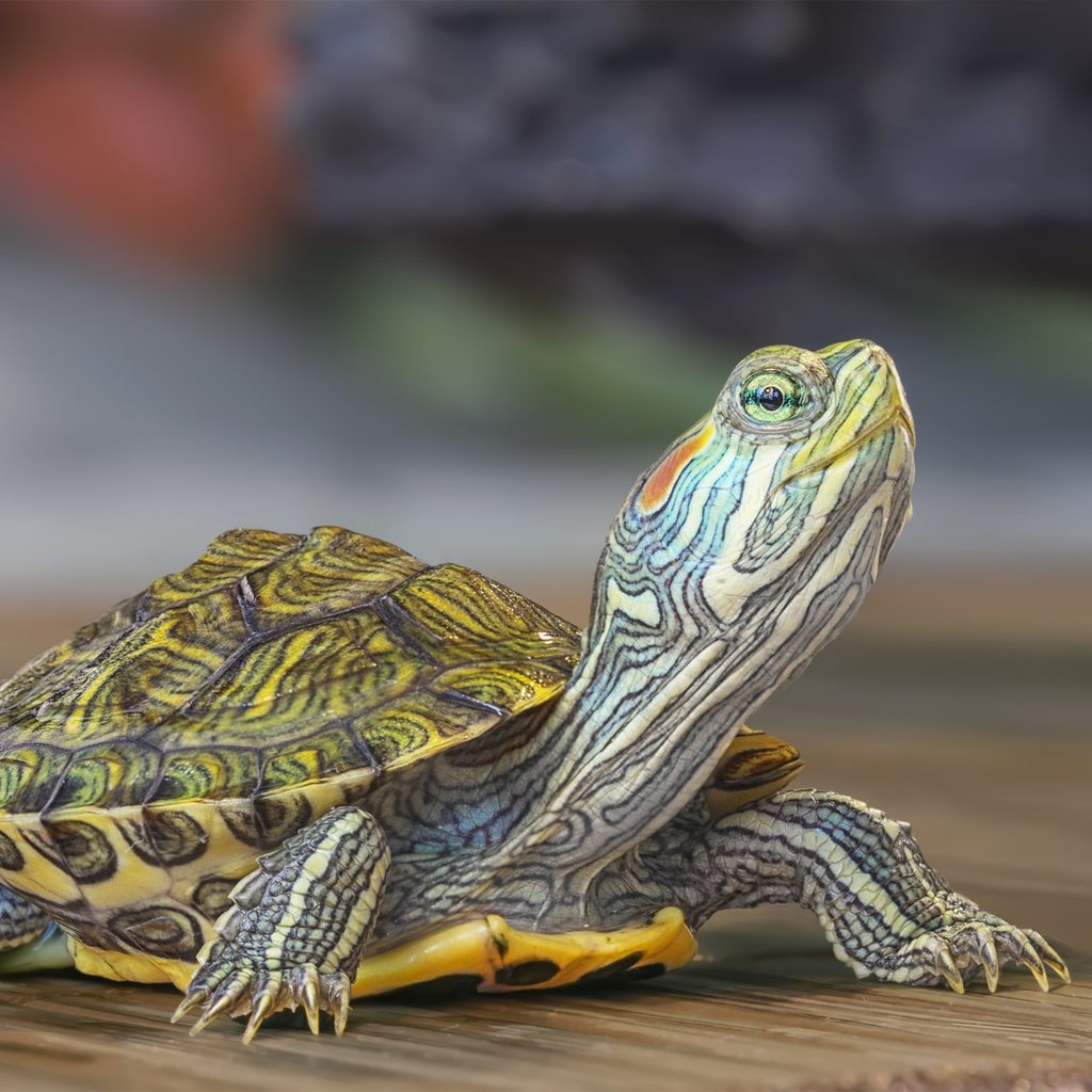 Turtle walking on a table