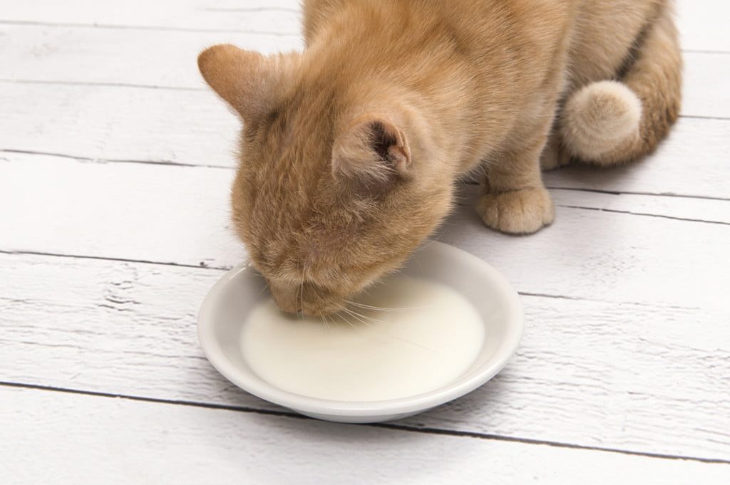 Orange cat drinking from saucer of milk