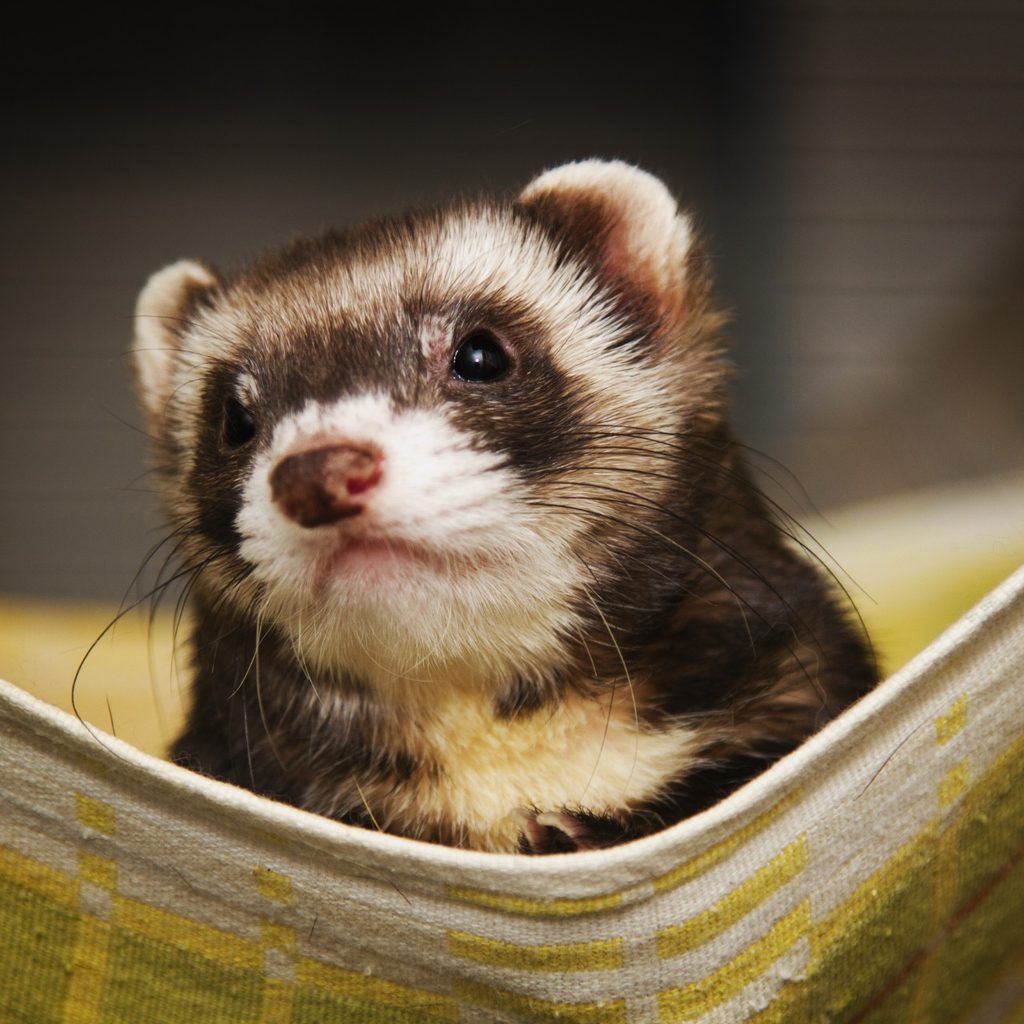 Pet ferret peeking out of a towel
