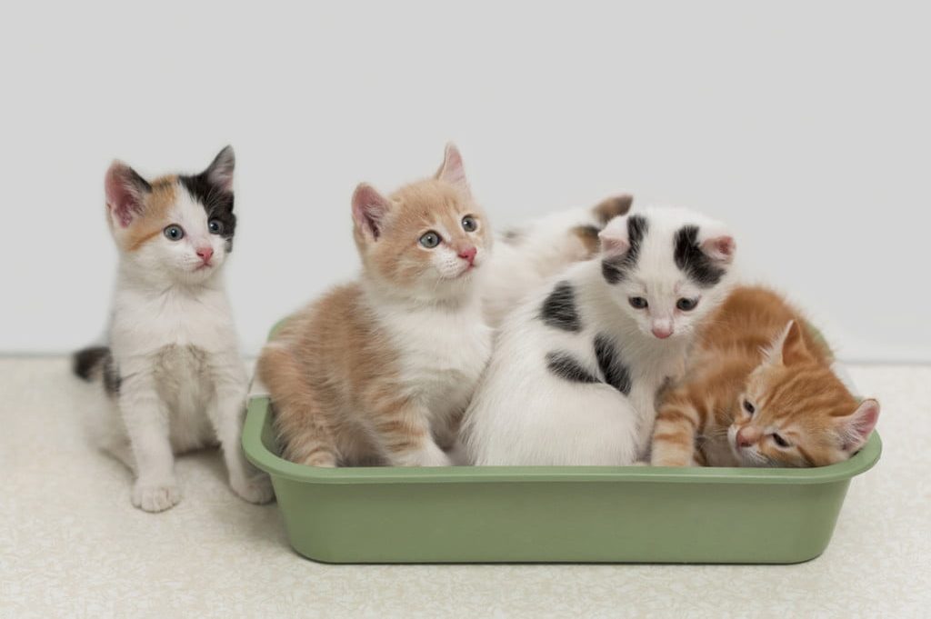 A group of kittens sitting in and next to a litter box