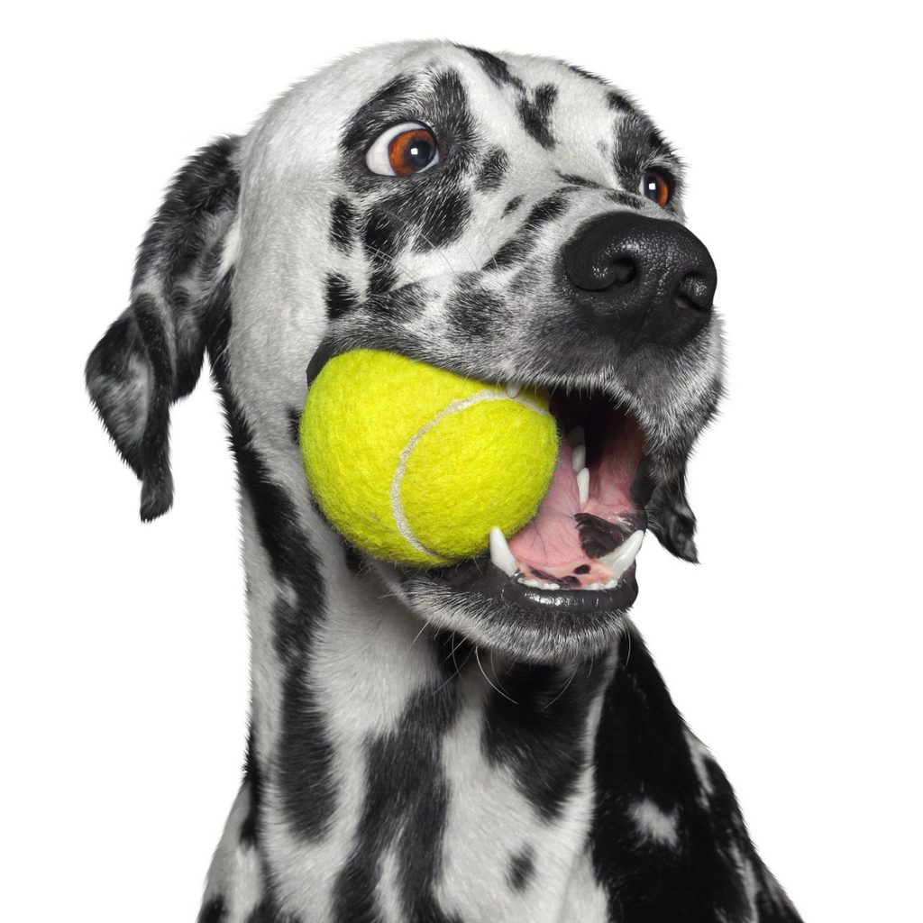 Dalmatian dog chewing a tennis ball