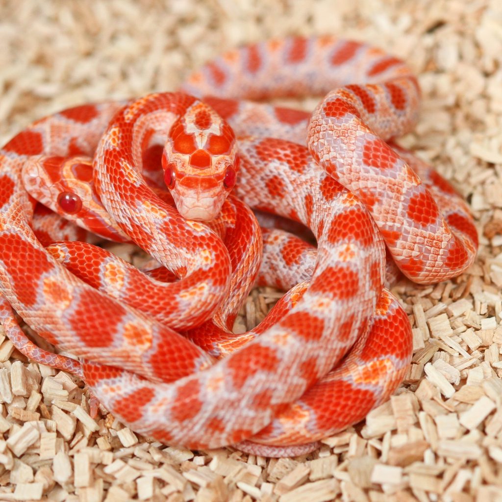 Corn snake curled up on wood chips