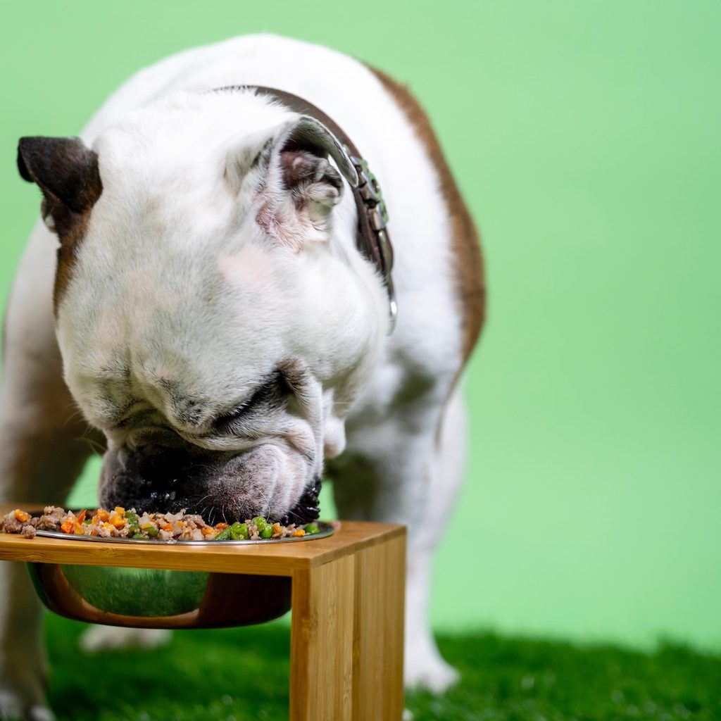 dog eating out of dog food bowl