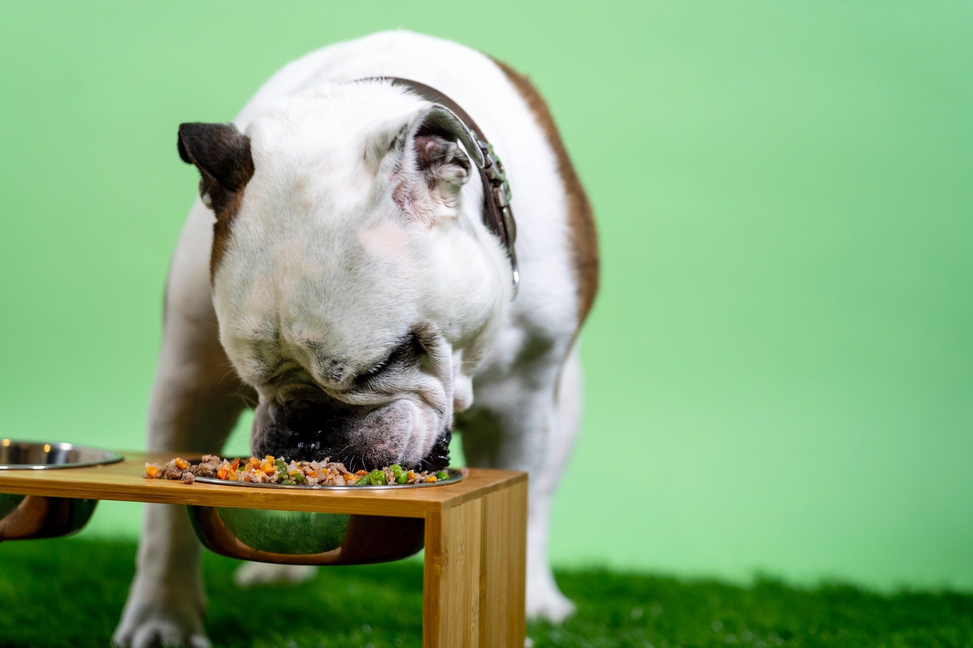 dog eating out of dog food bowl