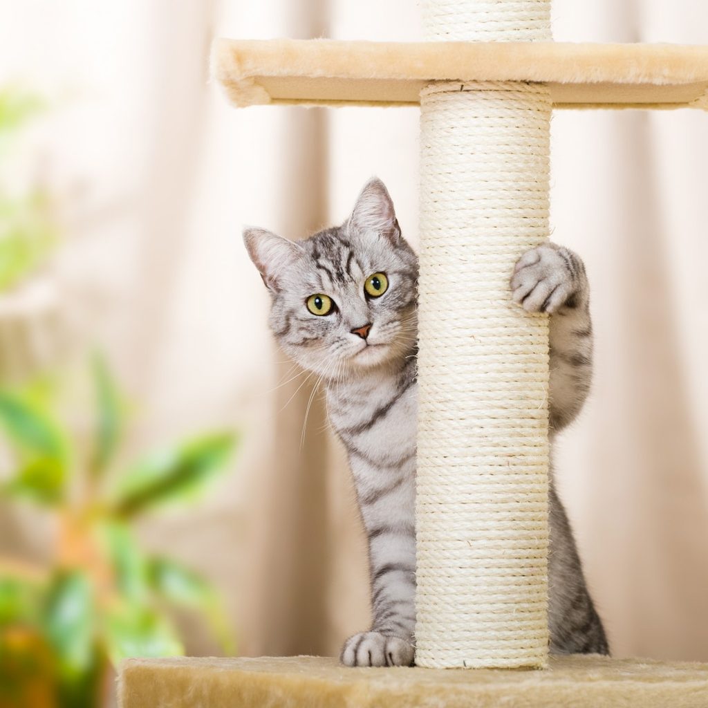 Cat using a scratching post in a home