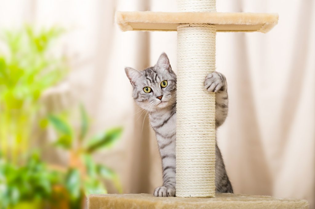 Cat using a scratching post in a home