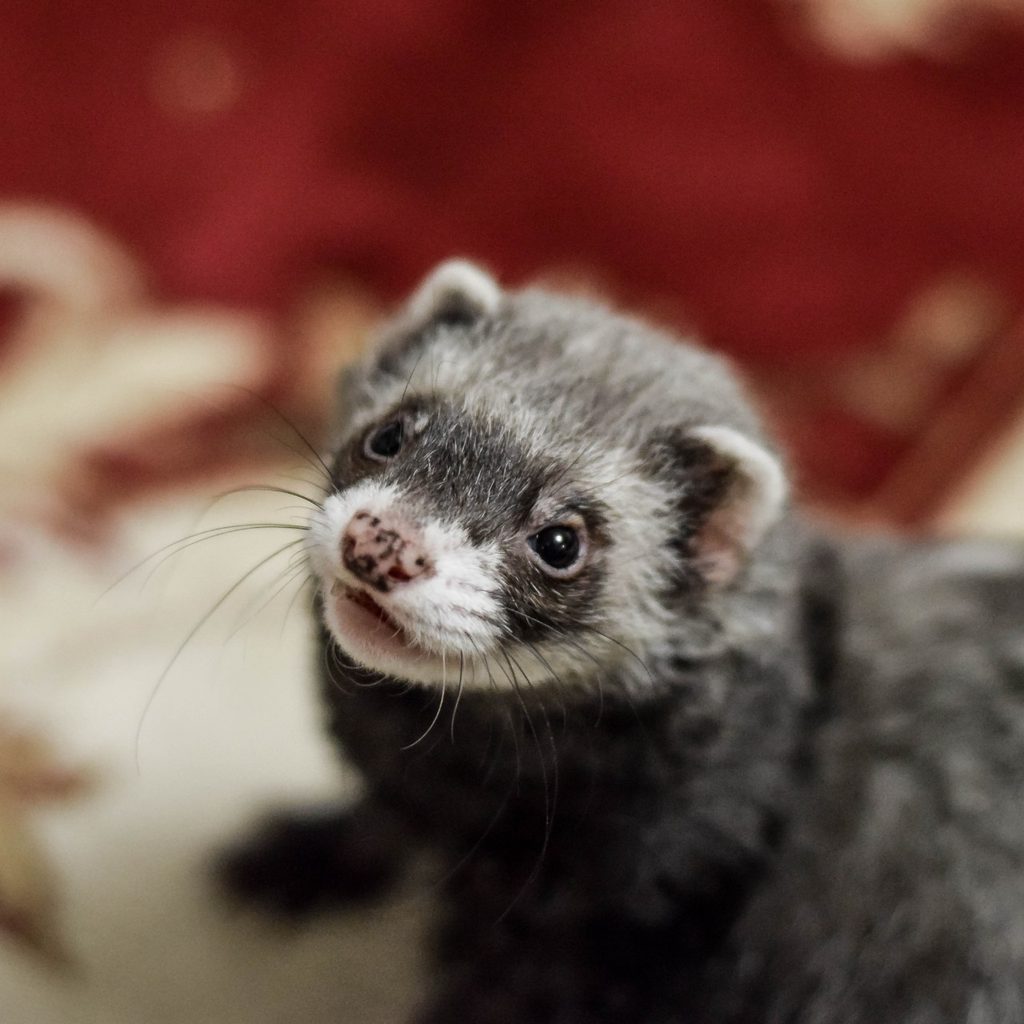 Pet ferret playing with a toy