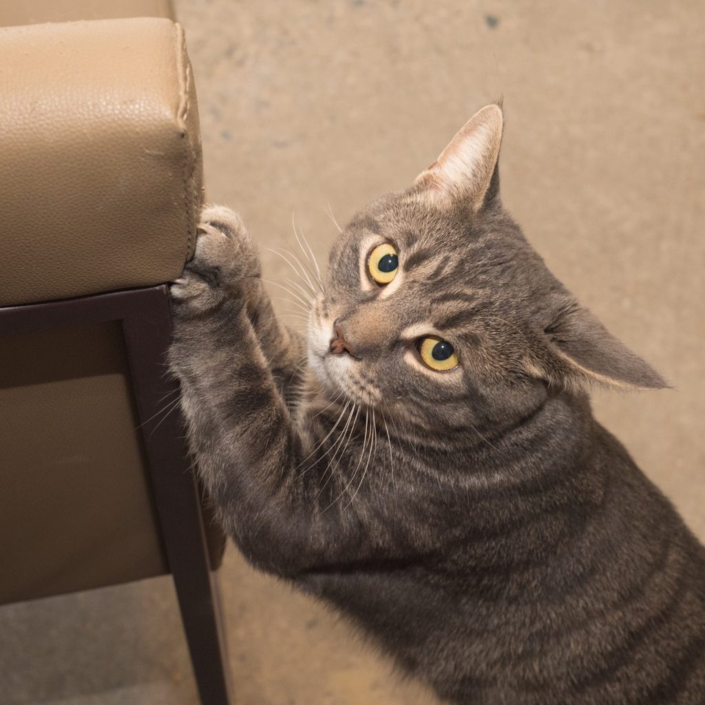 Gray cat scratching a couch
