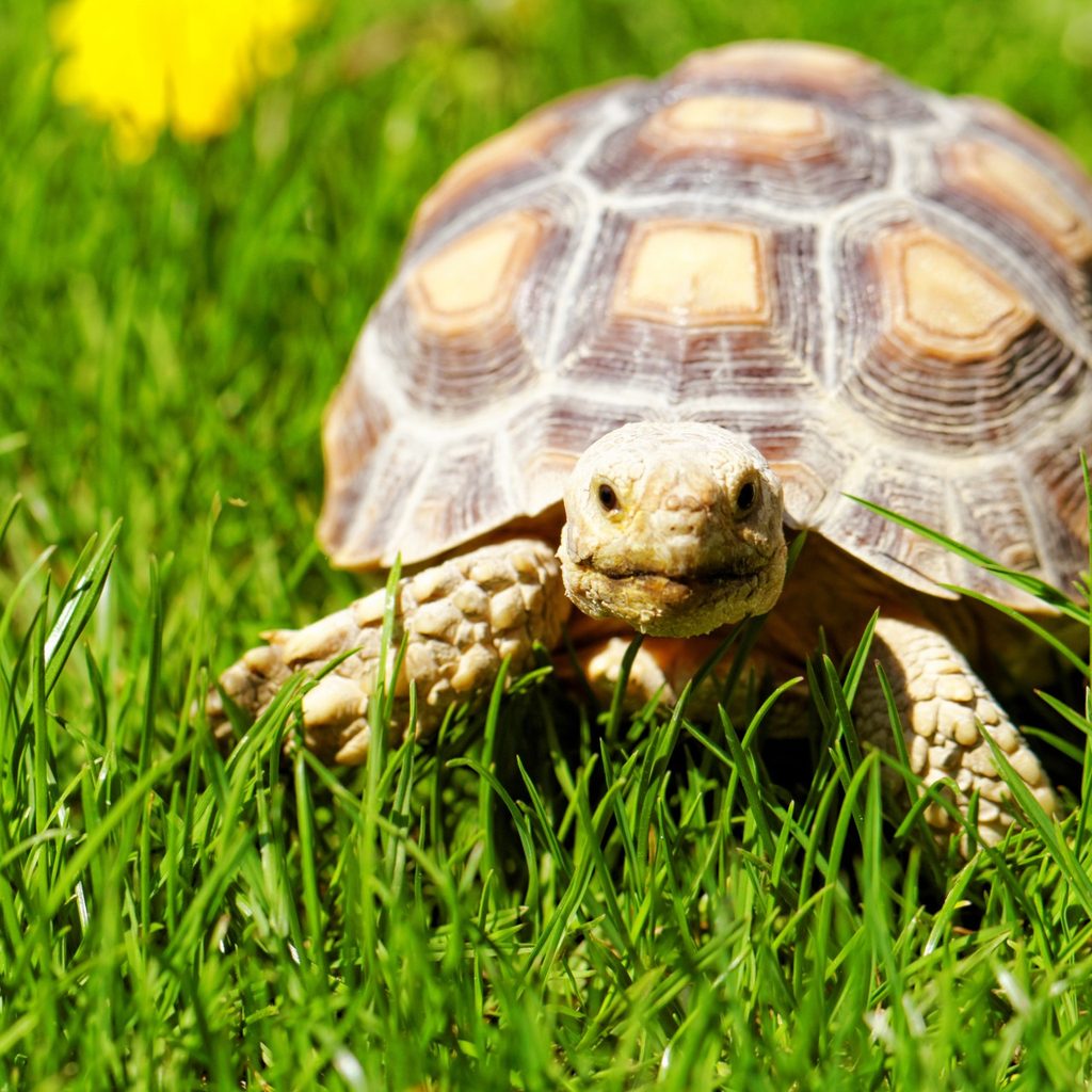 Tortoise walking in garden