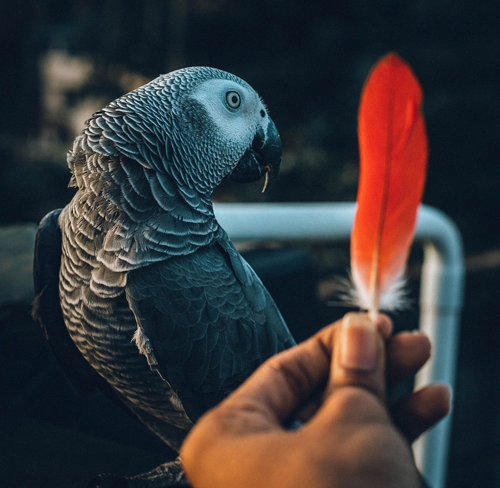 A parrot turns his head while a person holds up a brightly colored feather