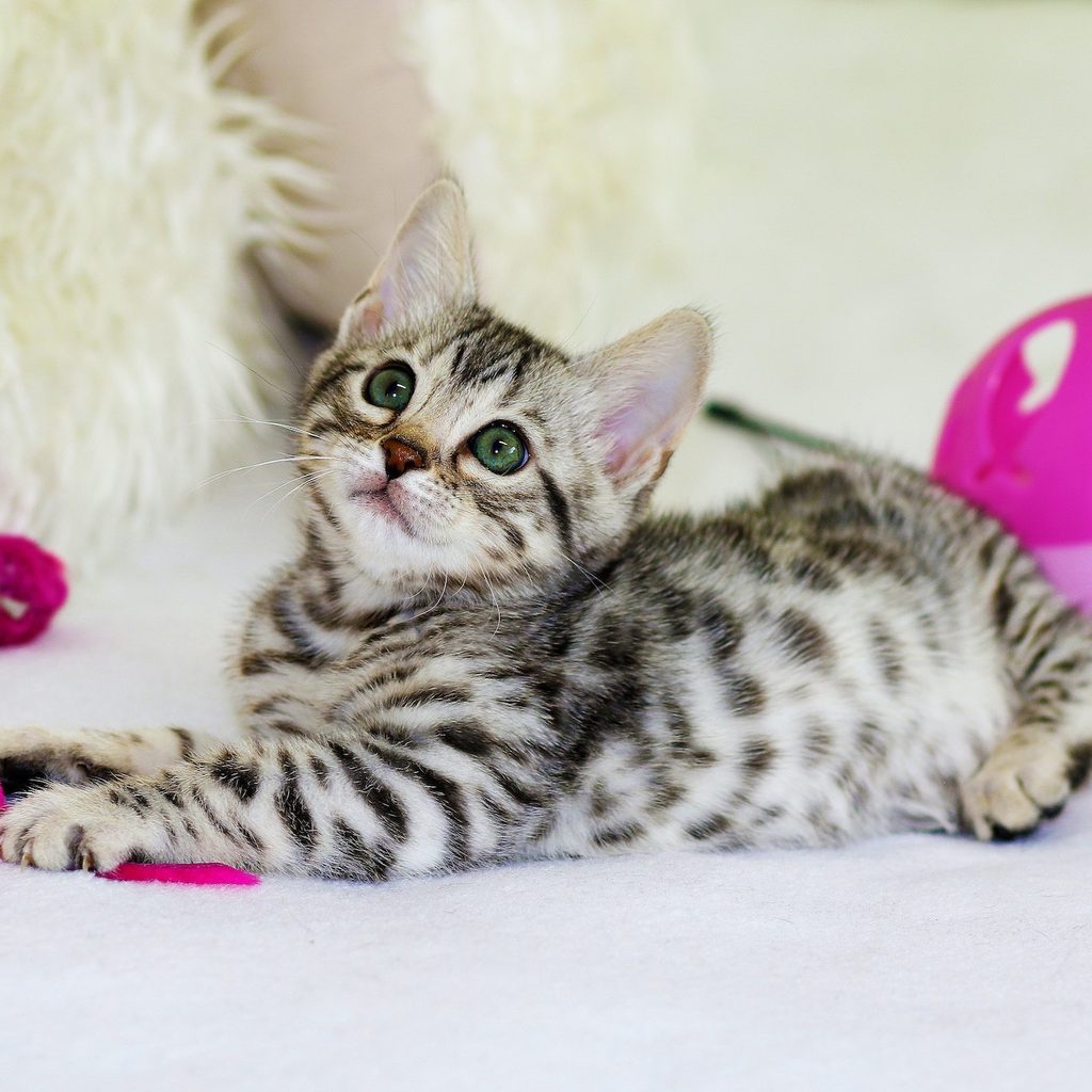 striped cat playing with several bright pink toys
