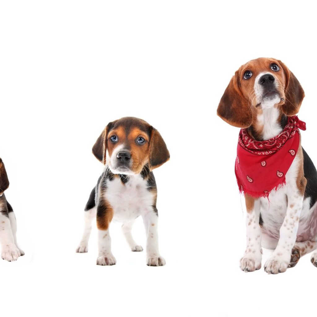 Three dogs at different ages