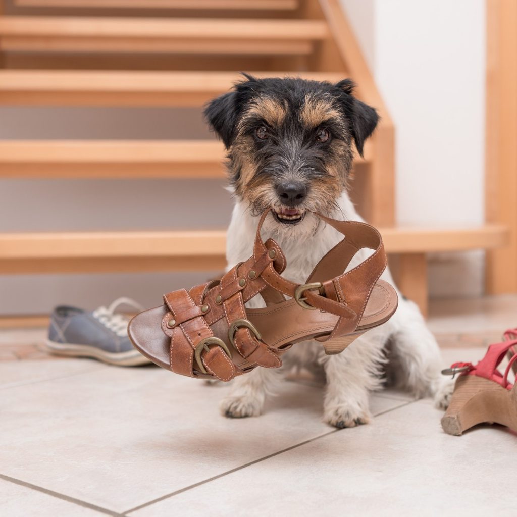 Puppy chewing on women's shoes