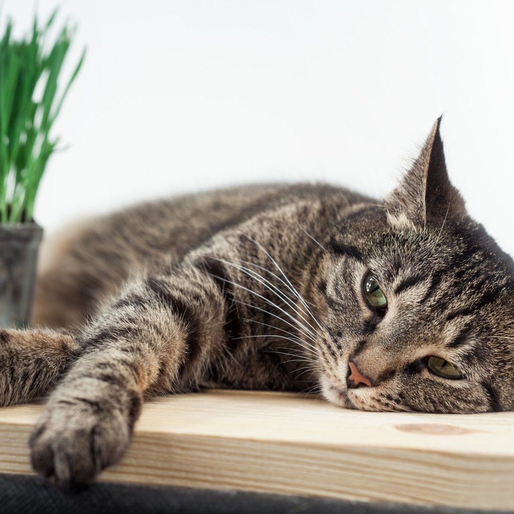 Cat lying down on wooden table