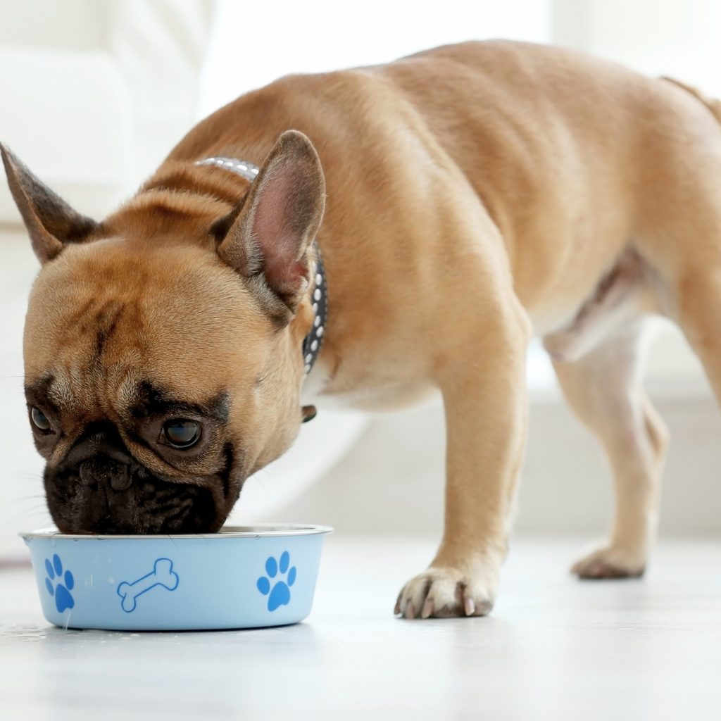 Small dog eating from bowl