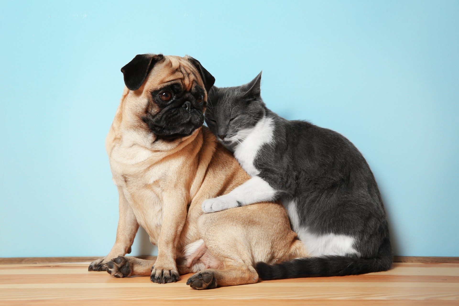 Gray cat hugs a pug dog