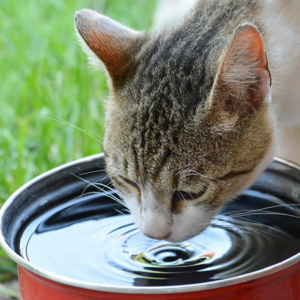 Cat drinking water out of a large metal bowl