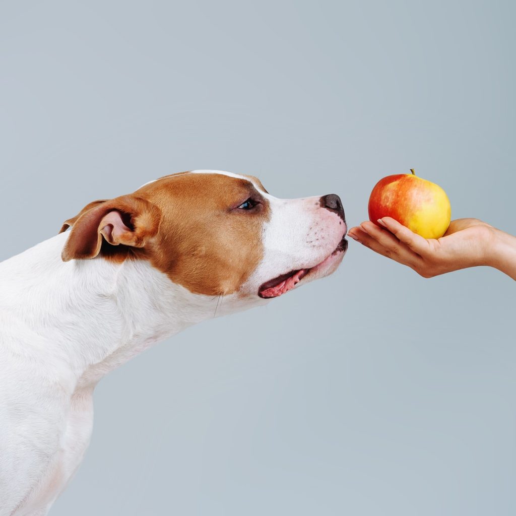 Dog sniffing an apple held by a person