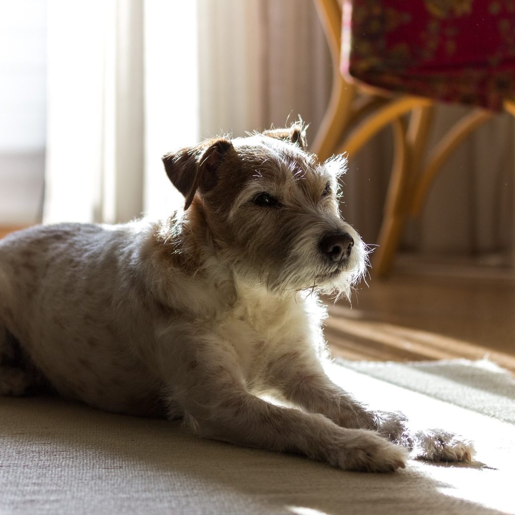 Old terrier sitting on floor