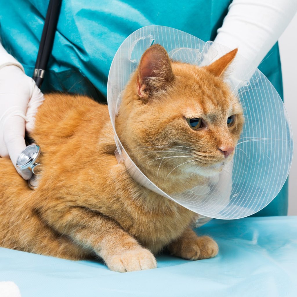 Cat at vet with plastic cone on neck