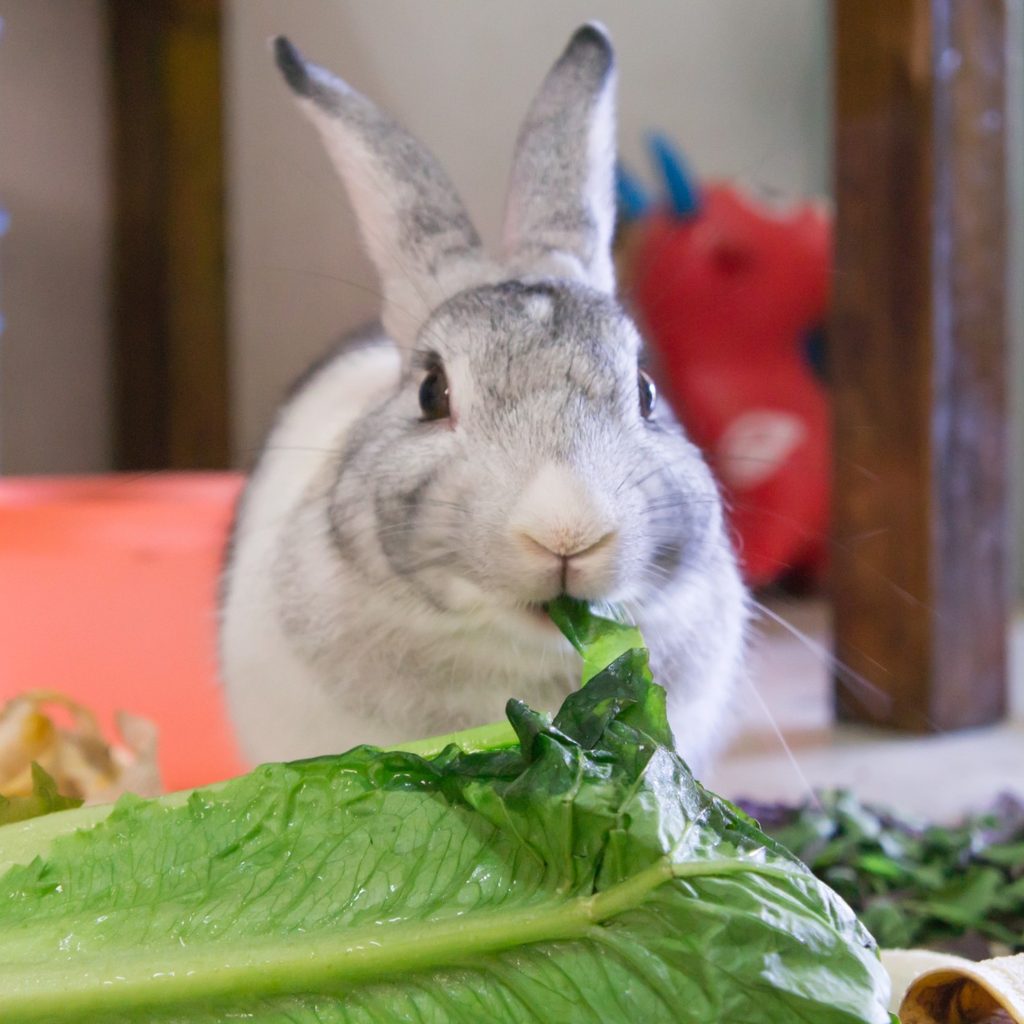 Rabbit eating romaine lettuce