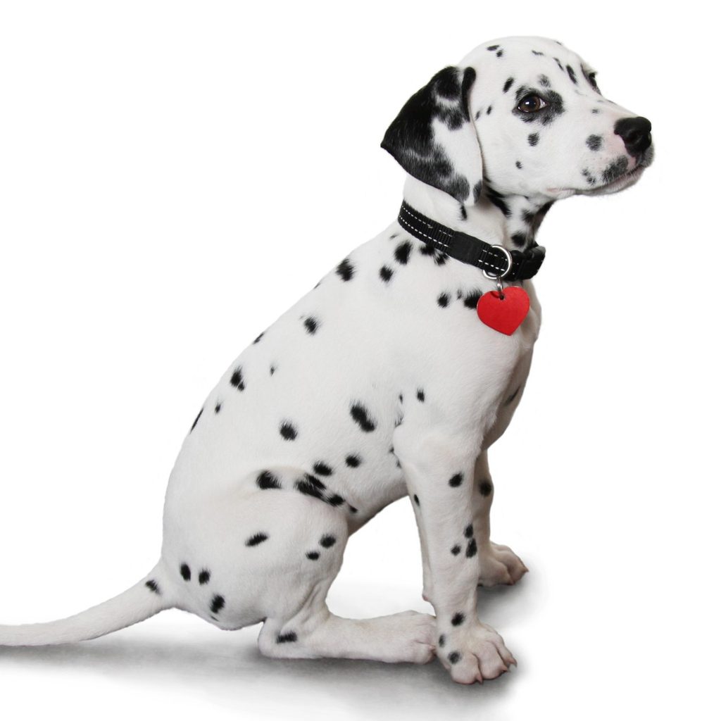 Dalmation puppy with a collar