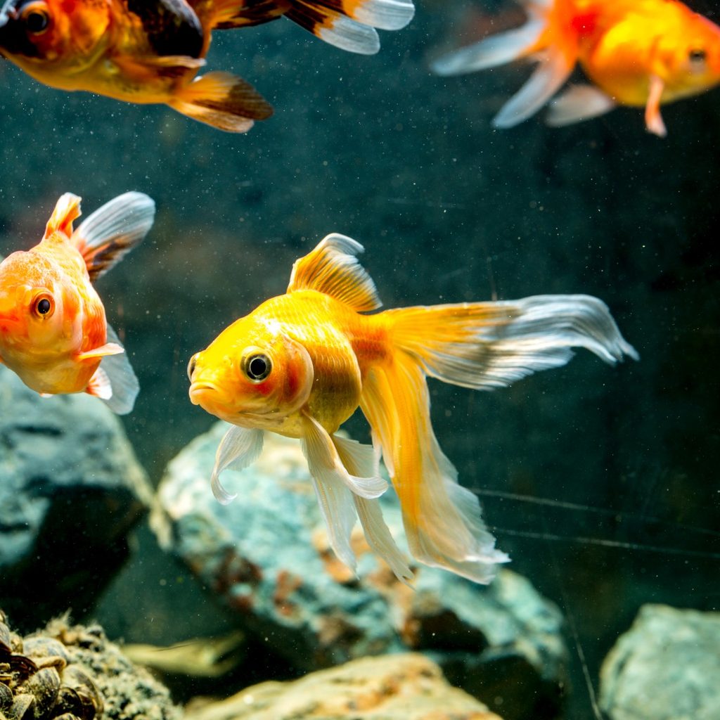 Two tropical fish in an aquarium