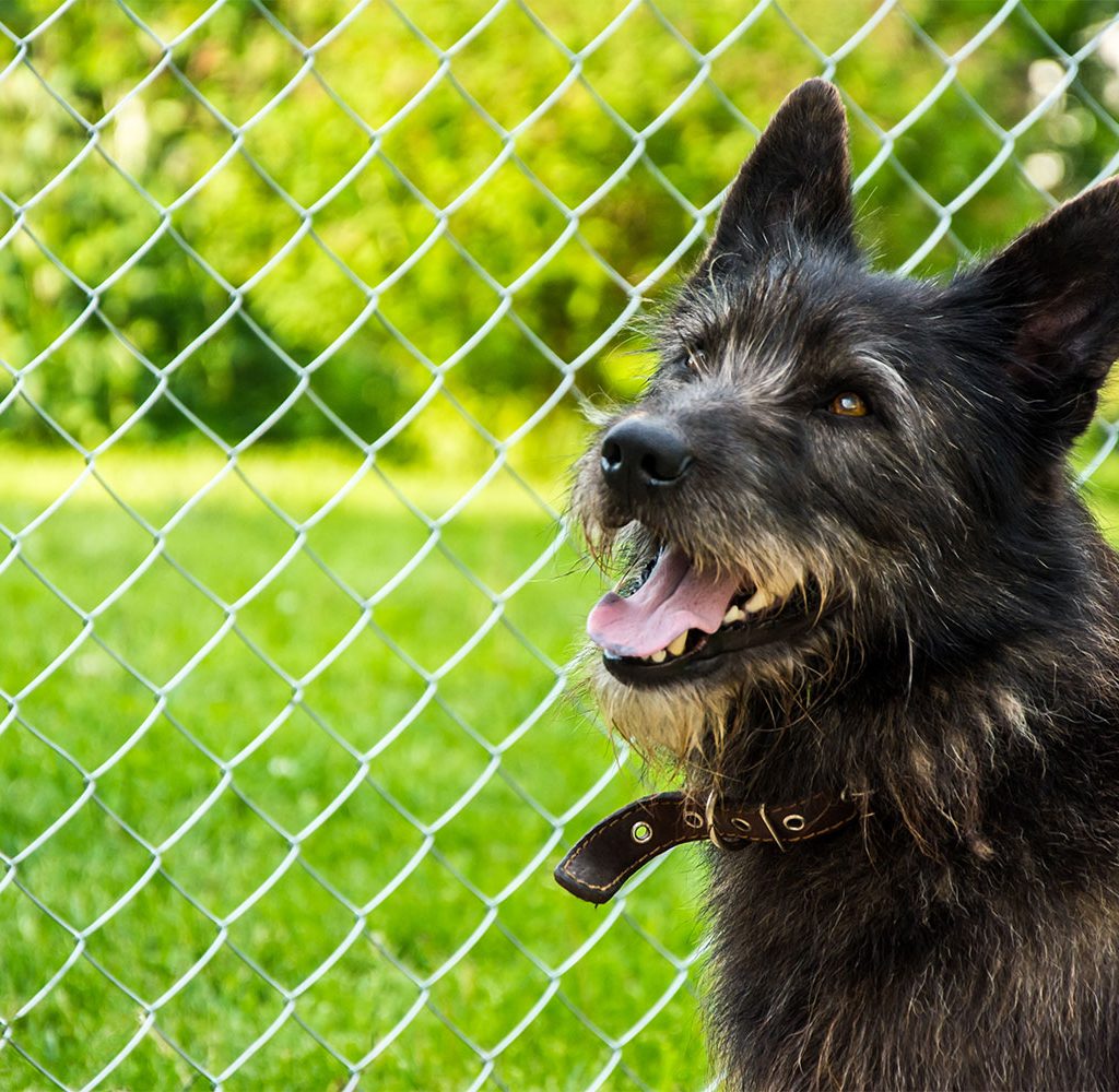 dog fence