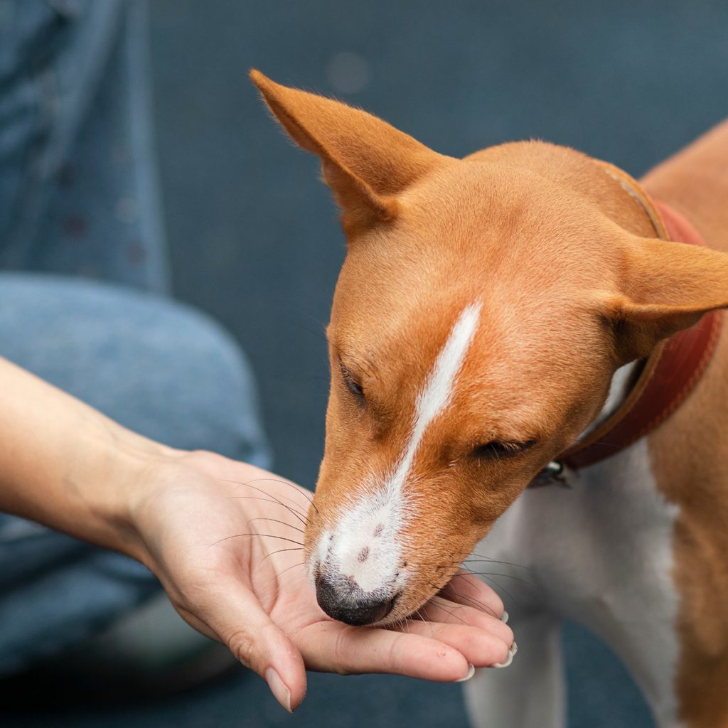 Dog eating from a person's hand