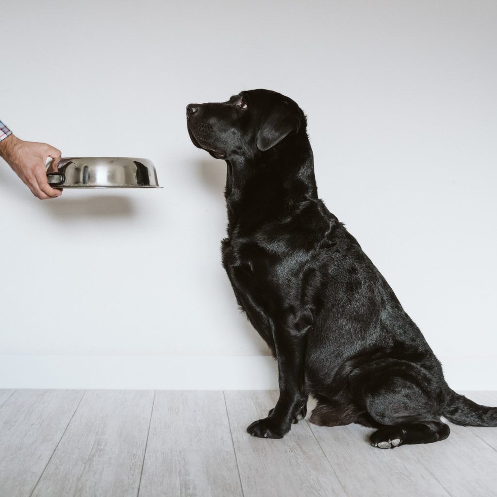 Black Labrador waiting for metal bowl held by person