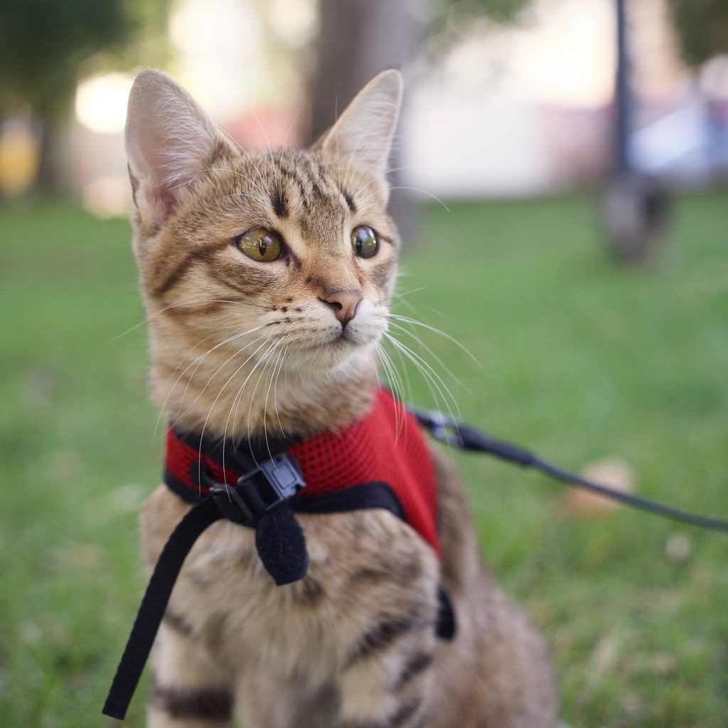 Cat outside with harness and leash