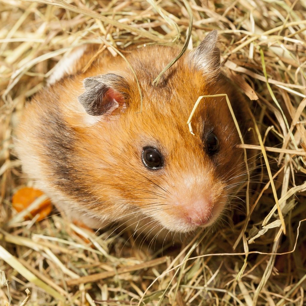 Hamster wrapped up in hay