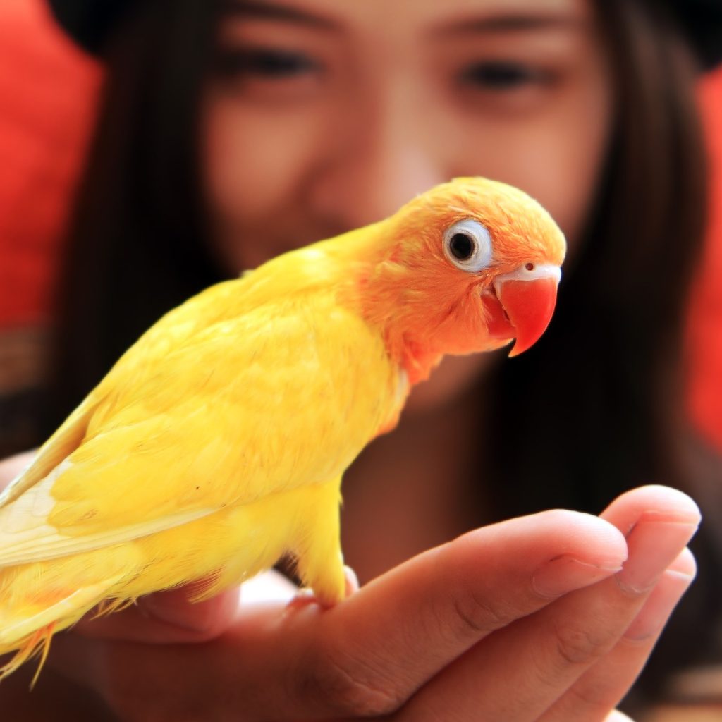 Yellow bird on finger of woman