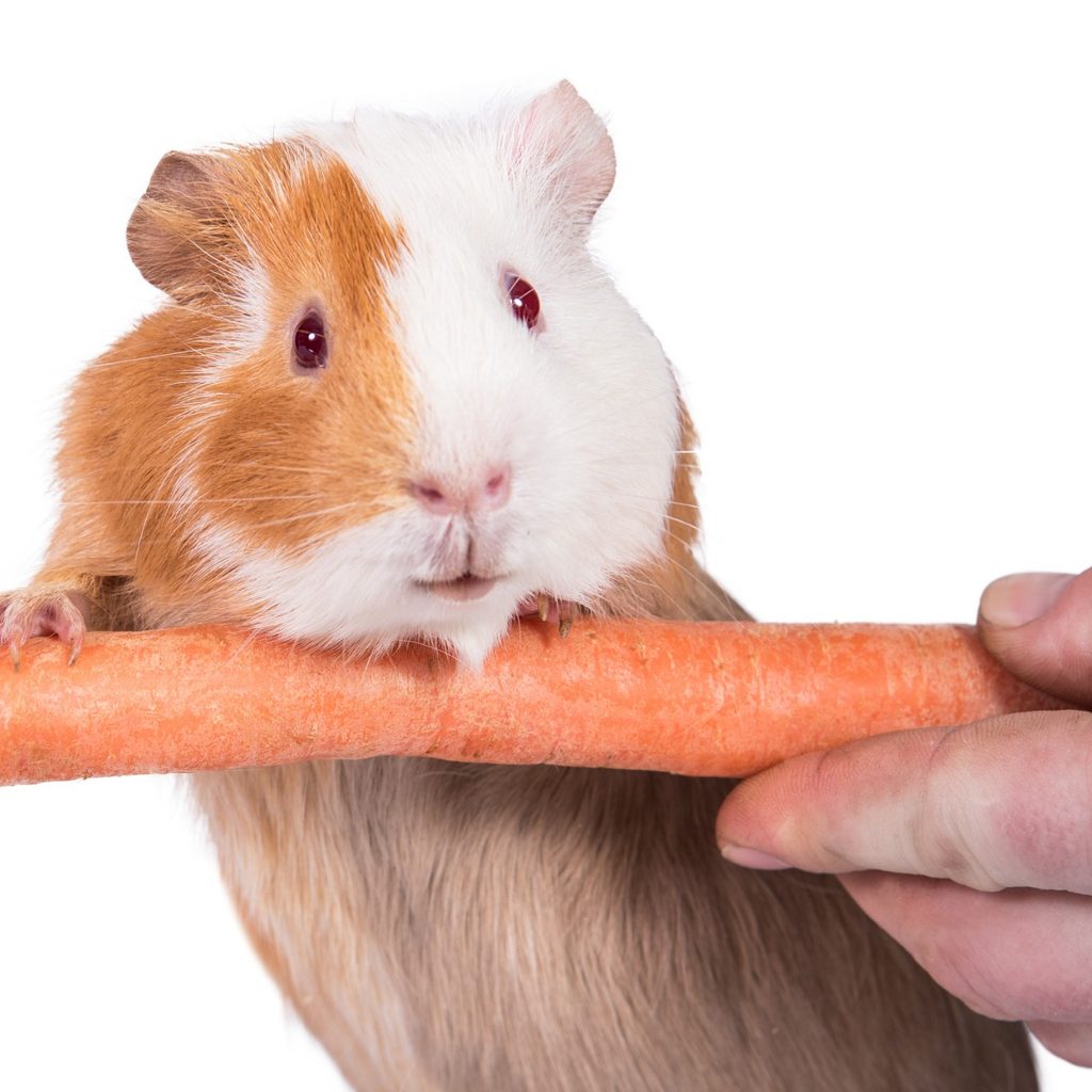 Guinea pig eating a carrot held by a person