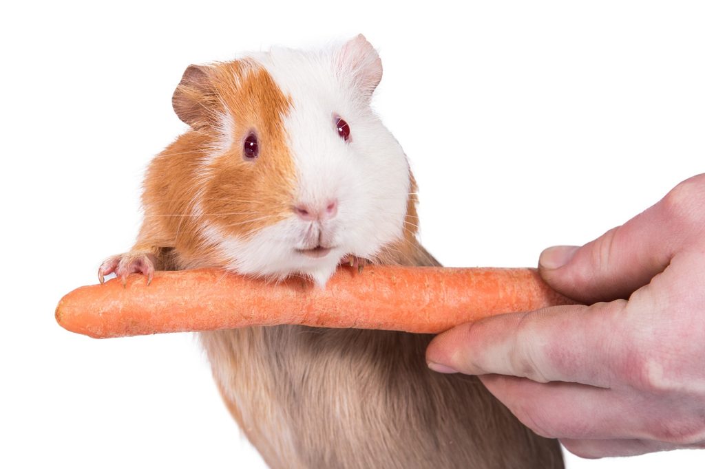Guinea pig eating a carrot held by a person