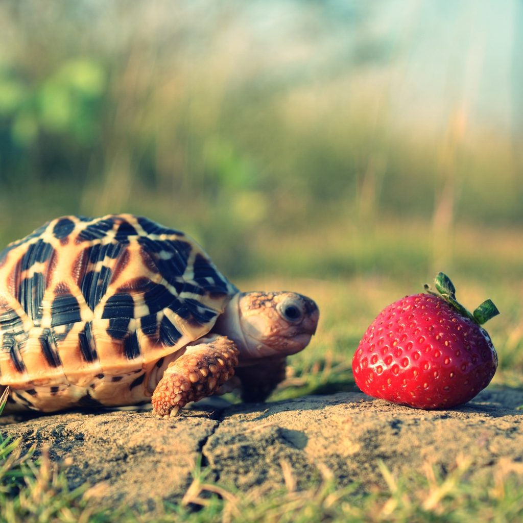 Small turtle with a strawberry