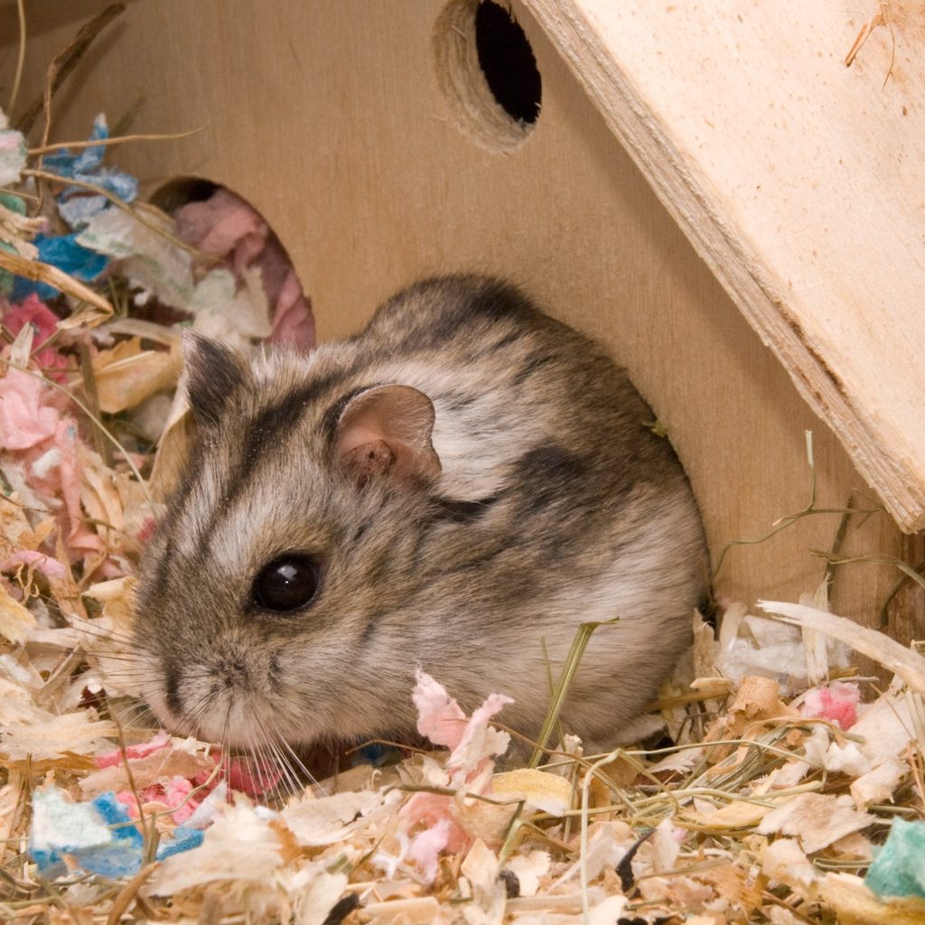 Hamster in cage inside tiny wooden home