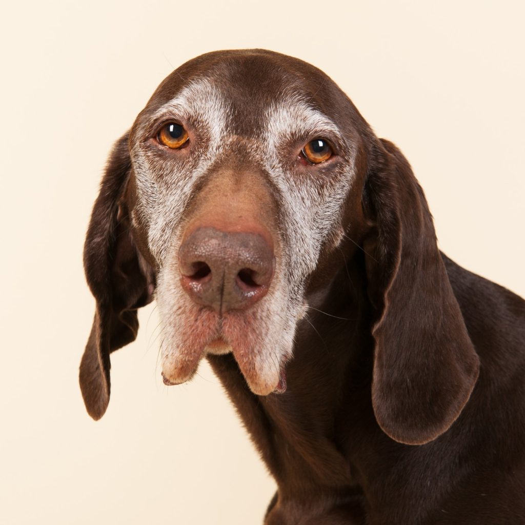Old brown dog in yellow room
