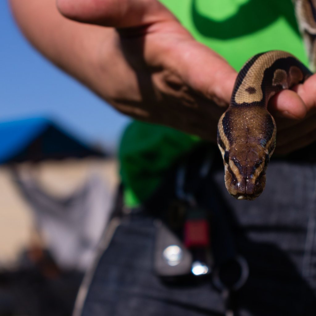 Ball python held in person's hand