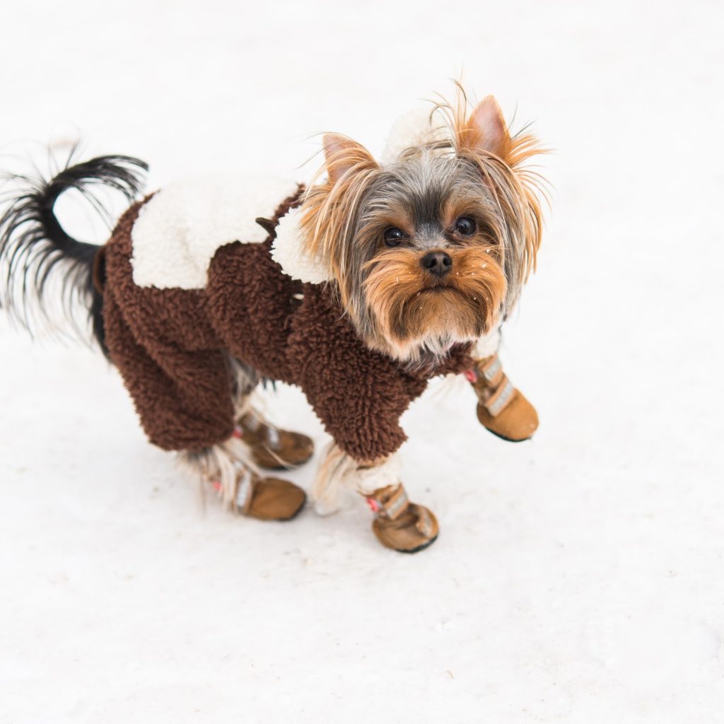 Yorkshire terrier wearing shoes for the snow