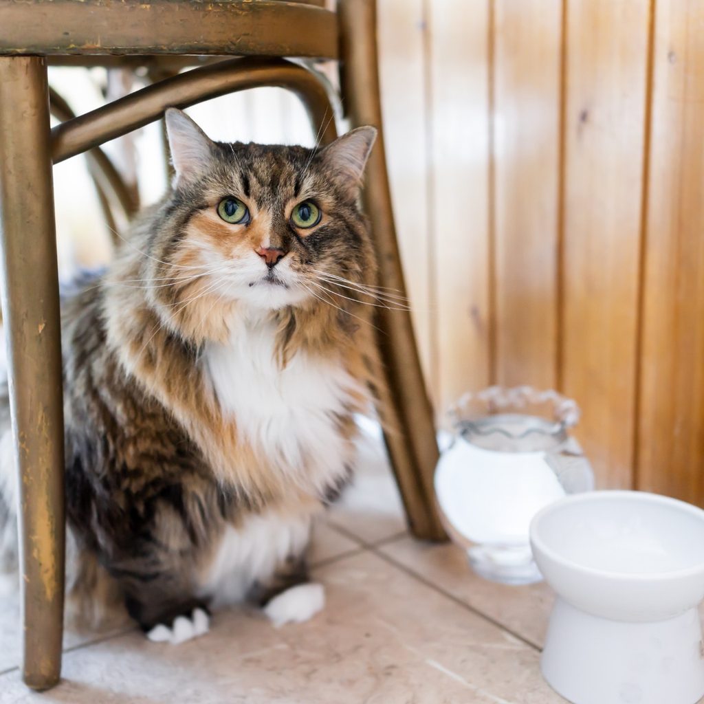 Cat sitting under a chair near a water bowl